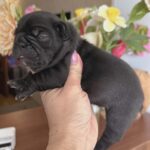 Kallie-female-French-bulldog-puppy-for-sale-2