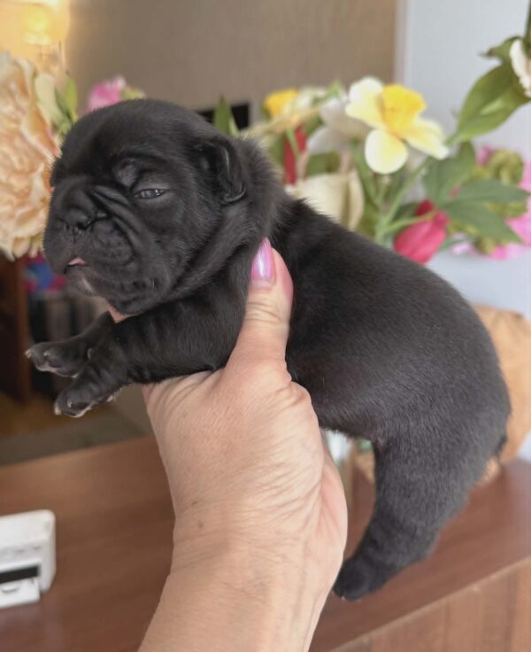 Kallie French Bulldog Kallie French Bulldog