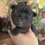 Kallie-female-French-bulldog-puppy-for-sale-3