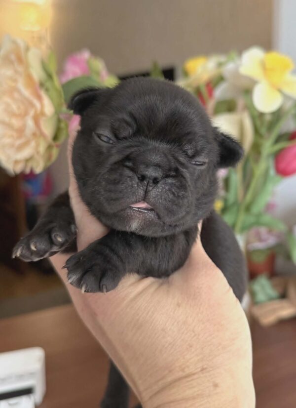 Kallie French Bulldog Kallie French Bulldog
