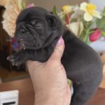 Kallie-female-French-bulldog-puppy-for-sale-4