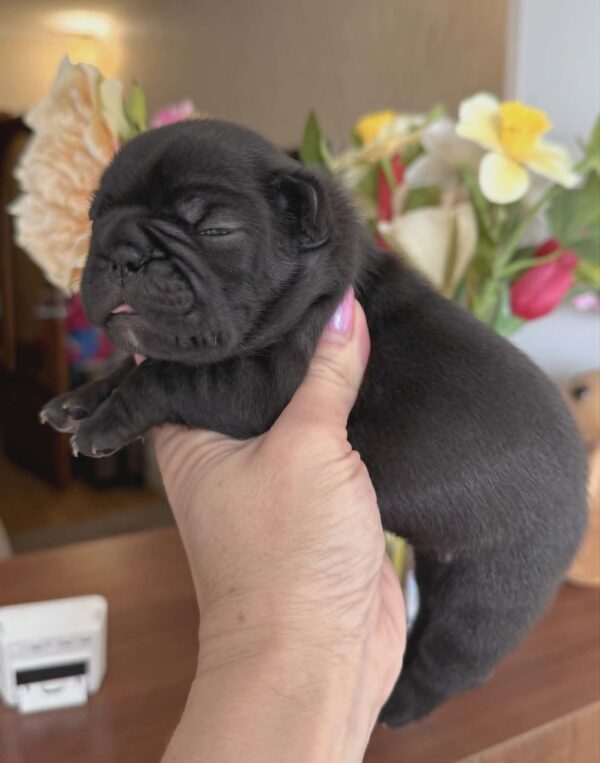 Kallie French Bulldog Kallie French Bulldog