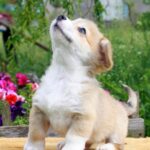 Kays-male-Corgi-puppy-for-sale-1