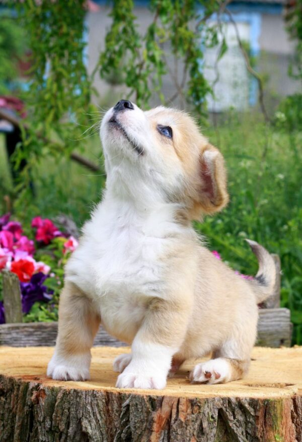 Kays Welsh Corgi Kays Welsh Corgi