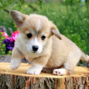 Kays Welsh Corgi Kays Welsh Corgi