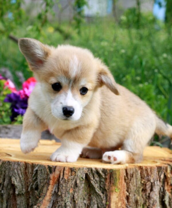 Kays Welsh Corgi Kays Welsh Corgi