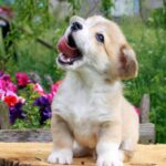 Kays-male-Corgi-puppy-for-sale-3