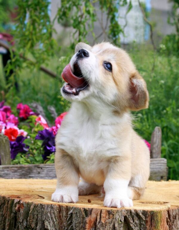 Kays Welsh Corgi Kays Welsh Corgi