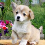 Kays-male-Corgi-puppy-for-sale-4