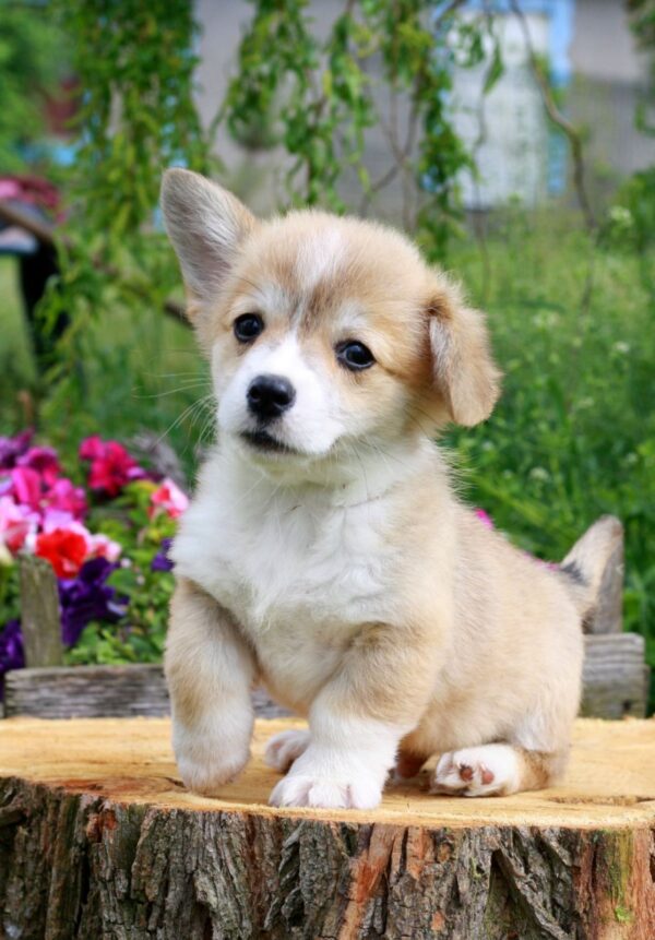 Kays Welsh Corgi Kays Welsh Corgi