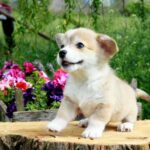 Kays-male-Corgi-puppy-for-sale-5