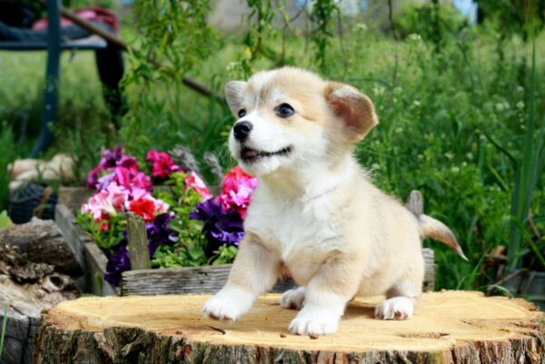 Kays Welsh Corgi Kays Welsh Corgi