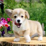 Kays-male-Corgi-puppy-for-sale-6