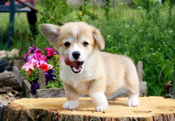 Kays Welsh Corgi Kays Welsh Corgi