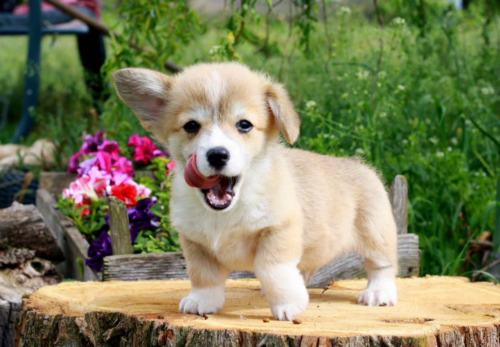 dogs in greek methology