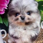 Kealna-female-Pomeranian-puppy-for-sale-1