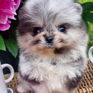 Kealna Pomeranian Kealna Pomeranian