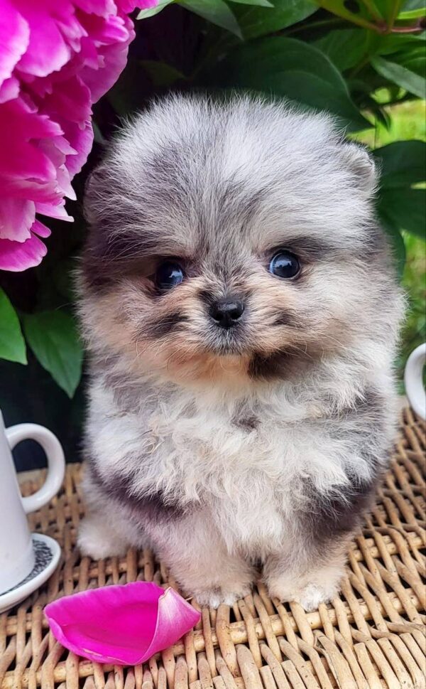 Kealna Pomeranian Kealna Pomeranian