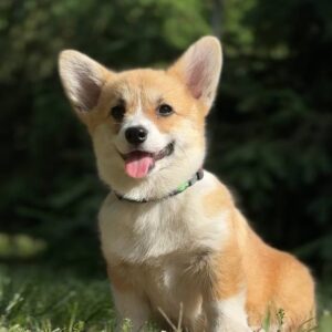 Kiara Welsh Corgi Kiara Welsh Corgi