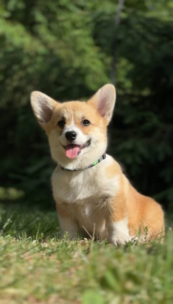 Kiara Welsh Corgi Kiara Welsh Corgi