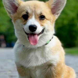 Kiara Welsh Corgi Kiara Welsh Corgi