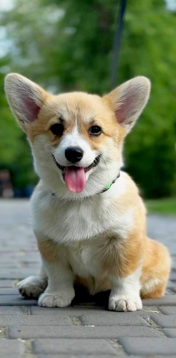 Kiara Welsh Corgi Kiara Welsh Corgi