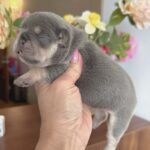 Kiara-female-French-bulldog-puppy-for-sale-1