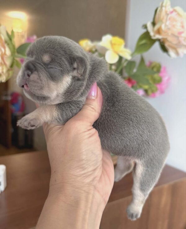Kiara French Bulldog Kiara French Bulldog