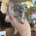 Kiara-female-French-bulldog-puppy-for-sale-2