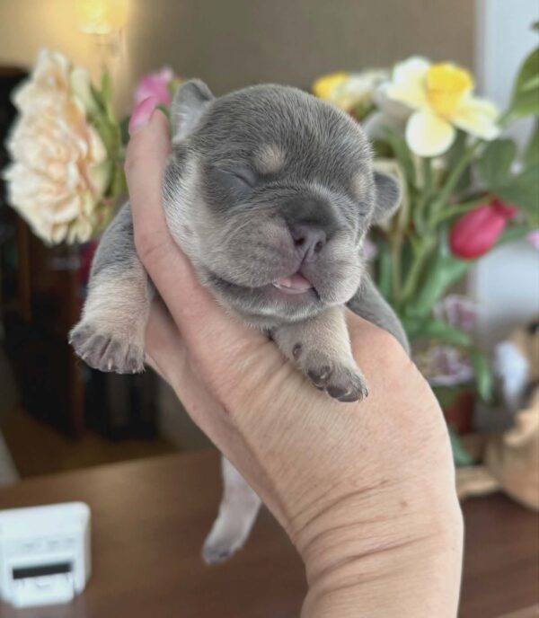 Kiara French Bulldog Kiara French Bulldog