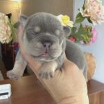 Kiara-female-French-bulldog-puppy-for-sale-3