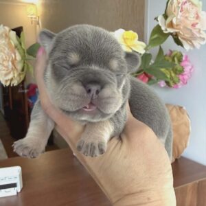 Kiara French Bulldog Kiara French Bulldog