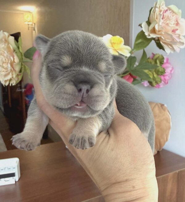 Kiara French Bulldog Kiara French Bulldog