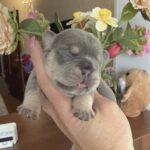 Kiara-female-French-bulldog-puppy-for-sale-4