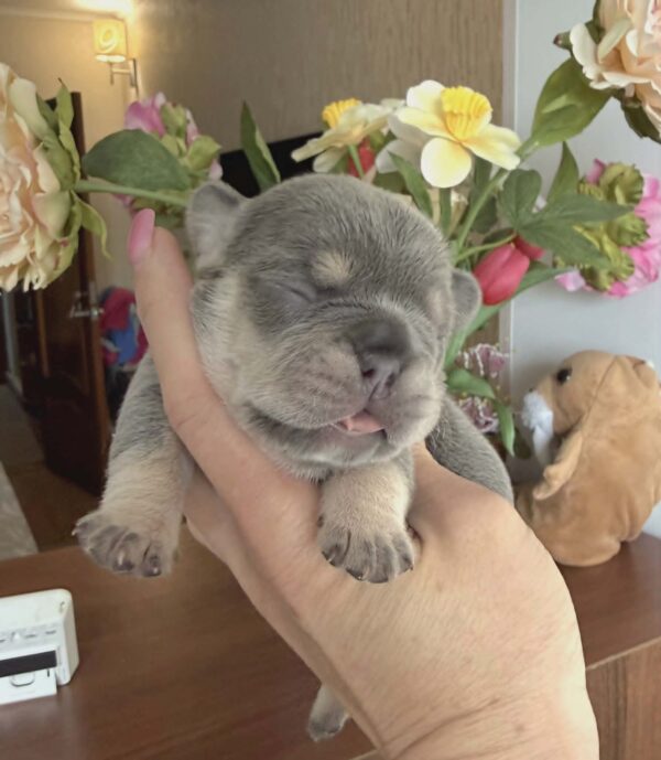 Kiara French Bulldog Kiara French Bulldog