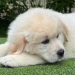 King-male-Retriever-puppy-for-sale-1