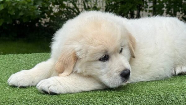 King Golden Retriever King Golden Retriever