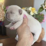 Kingston-male-French-bulldog-puppy-for-sale-1