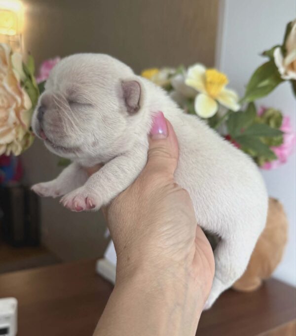 Kingston French Bulldog Kingston French Bulldog