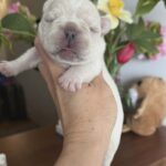 Kingston-male-French-bulldog-puppy-for-sale-2