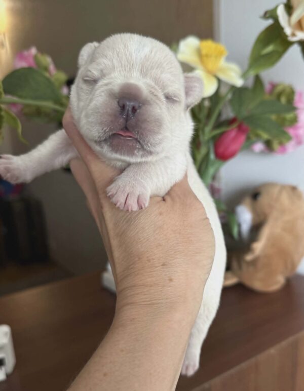 Kingston French Bulldog Kingston French Bulldog