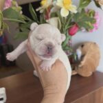 Kingston-male-French-bulldog-puppy-for-sale-3
