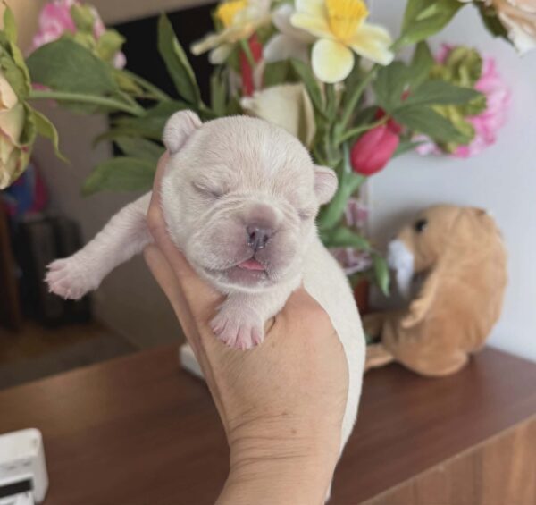 Kingston French Bulldog Kingston French Bulldog