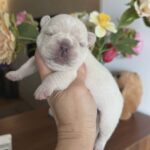 Kingston-male-French-bulldog-puppy-for-sale-4