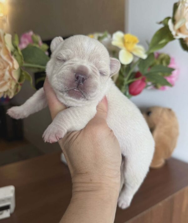 Kingston French Bulldog Kingston French Bulldog
