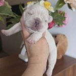 Kingston-male-French-bulldog-puppy-for-sale-5
