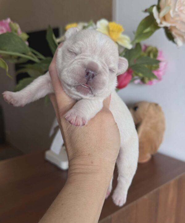 Kingston French Bulldog Kingston French Bulldog