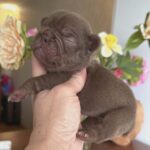 Kira-female-French-bulldog-puppy-for-sale-1