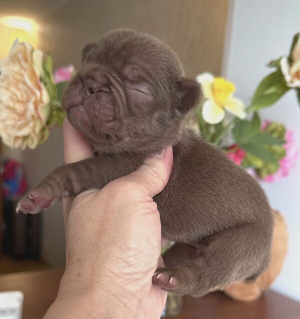 Kira French Bulldog Kira French Bulldog