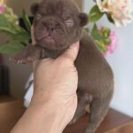 Kira-female-French-bulldog-puppy-for-sale-2